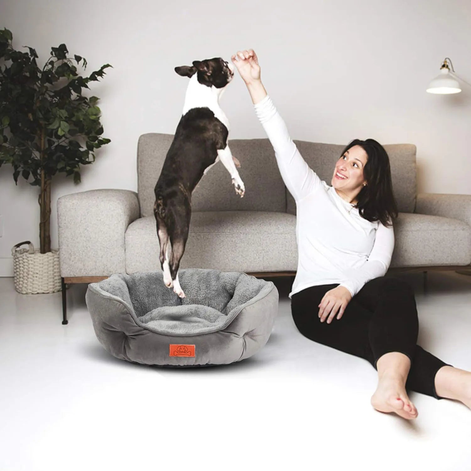A happy Boston Terrier dog jumping to catch a treat from its owner, with the comfy grey pet bed on the floor nearby.