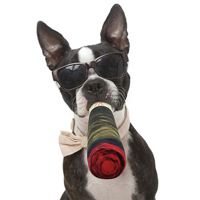 A cool Boston Terrier dog wearing sunglasses and a bow tie, holding the plush cigar-shaped toy in its mouth.